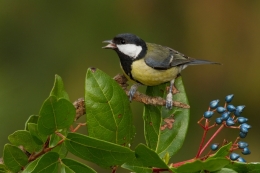 Chapim-real (Parus major) 