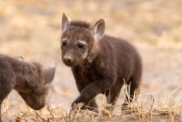 Little Hyena 