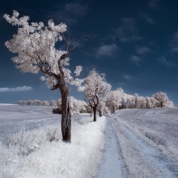 Summer in infrared 