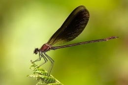 Calopteryx haemorrhoidalis - macho 