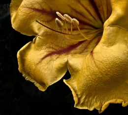 Solandra Maxima 