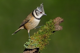 Chapim-de-poupa  (Parus cristatus) 