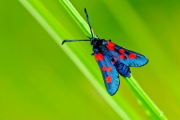 Zygaena trifolii 