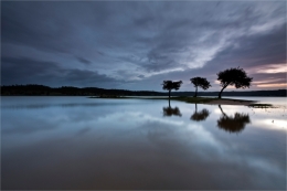 " Three simple trees " 