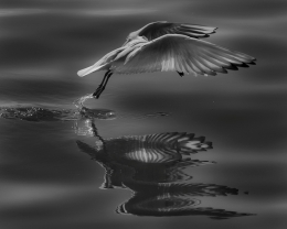 Guincho comum (Larus ridibundus) 