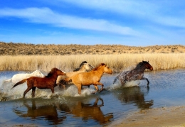 Wild Horses 