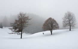 the-loneliness-of-the-cross-country-skier 