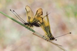 Cópula de Ascalaphus 