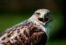 buzzard 