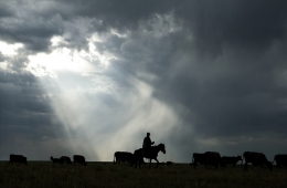 Lonesome Cowboy 