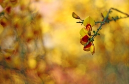 Cytisus Scoparius Andreanus 