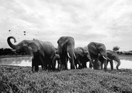 Elephants in the lake 