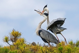 Garzas 