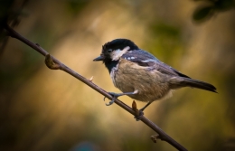 Chapim-carvoeiro (Parus ater) 