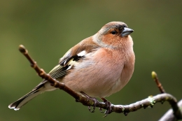 Fringilla coelebs - Tentilhão 