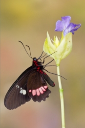 Parides iphidamas 