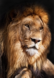 El Rey León 