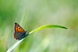 Joy of Spring 