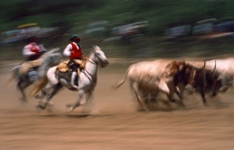 Corrida de cabrestos 