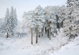 Pines on a slope 