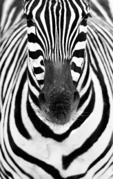 Zebra, lines. 