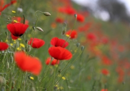 Poppies 