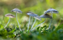 Coprinus plicatilis 