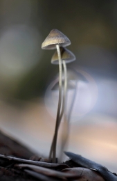 Mycena sp 