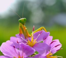 on the flower 