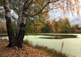 Autumn birches 