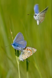 Tri-Polyommatus 