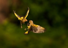 greenfinch 