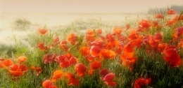 Poppies 