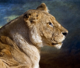 Lioness 