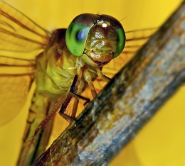 smiling dragonfly 