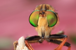 Robberfly  