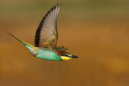 Bee Eater 