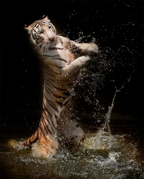 Tiger Dance 