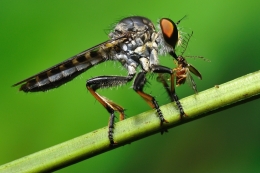 Mr Robberfly 