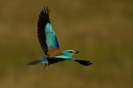 Rolieiro (Coracias Garrulus) 