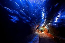 The water tunnel 