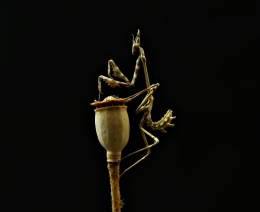 mantis 