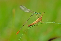 combat locusts 