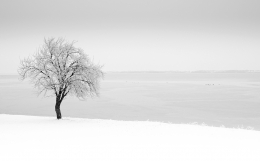 Tree on the bank. 