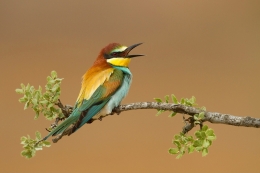 Merops apiaster 