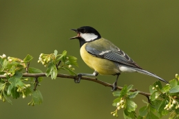 Chapim Real (Parus major) 