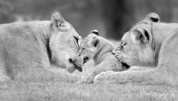 The mother, aunt and the baby. 