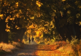 walk