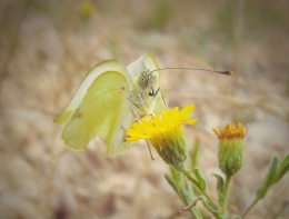 Pieris rapae 