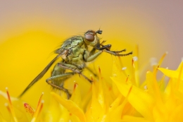 Scatophaga Stercoraria 